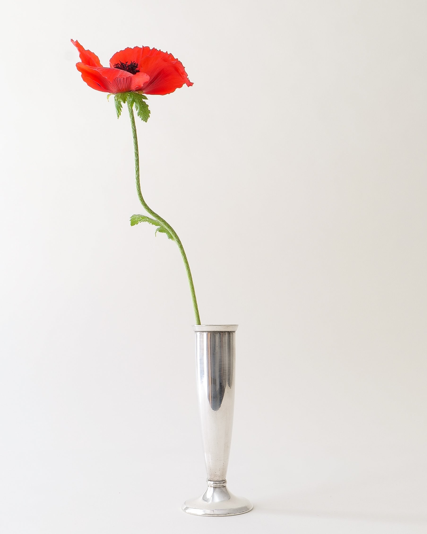 Gio Ponti Arthur Krupp soliflore vase, single vase with red poppy, close-up view