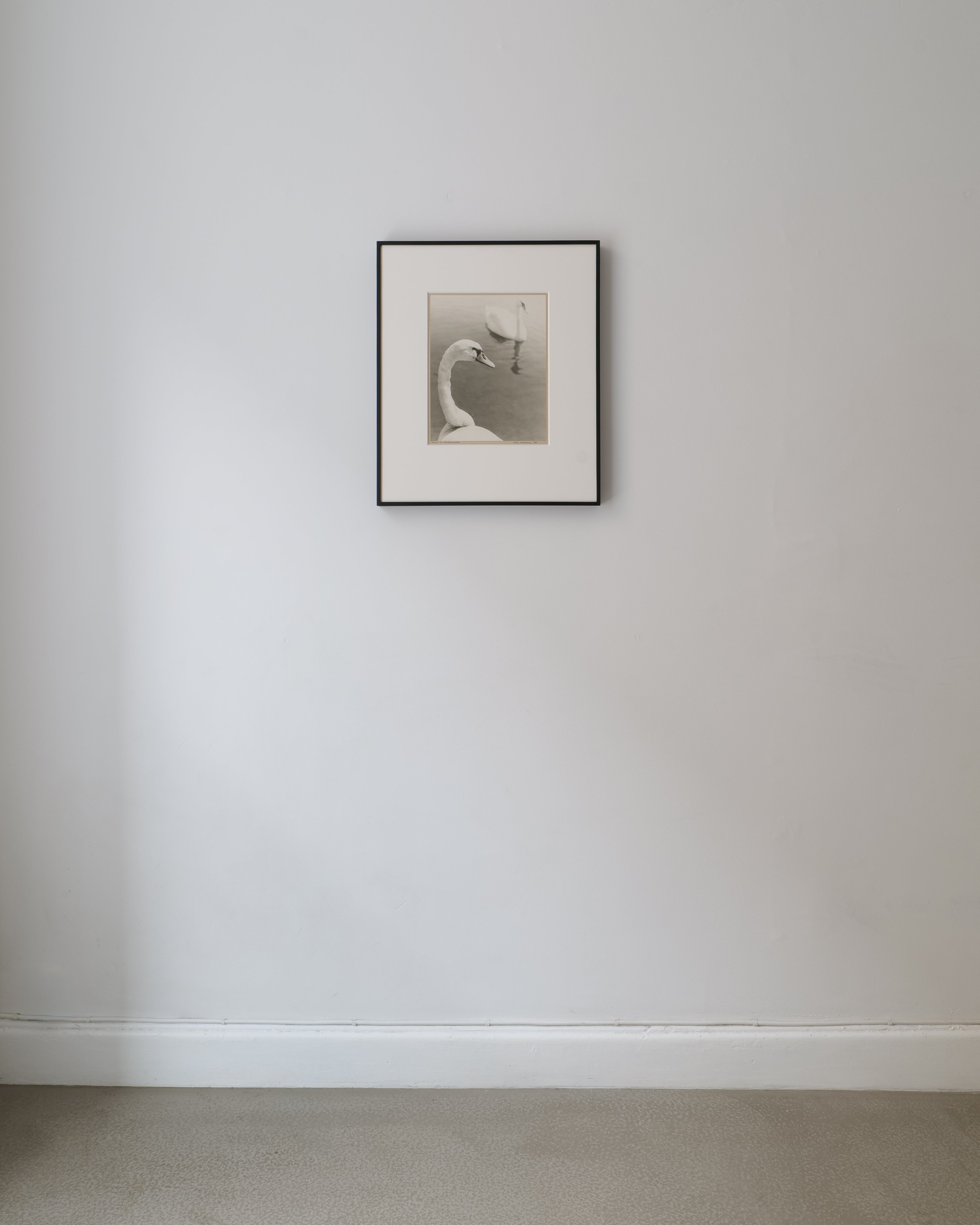 Detail of Hans Malmberg swan photograph – close view of near bird, neck curved, beak lowered