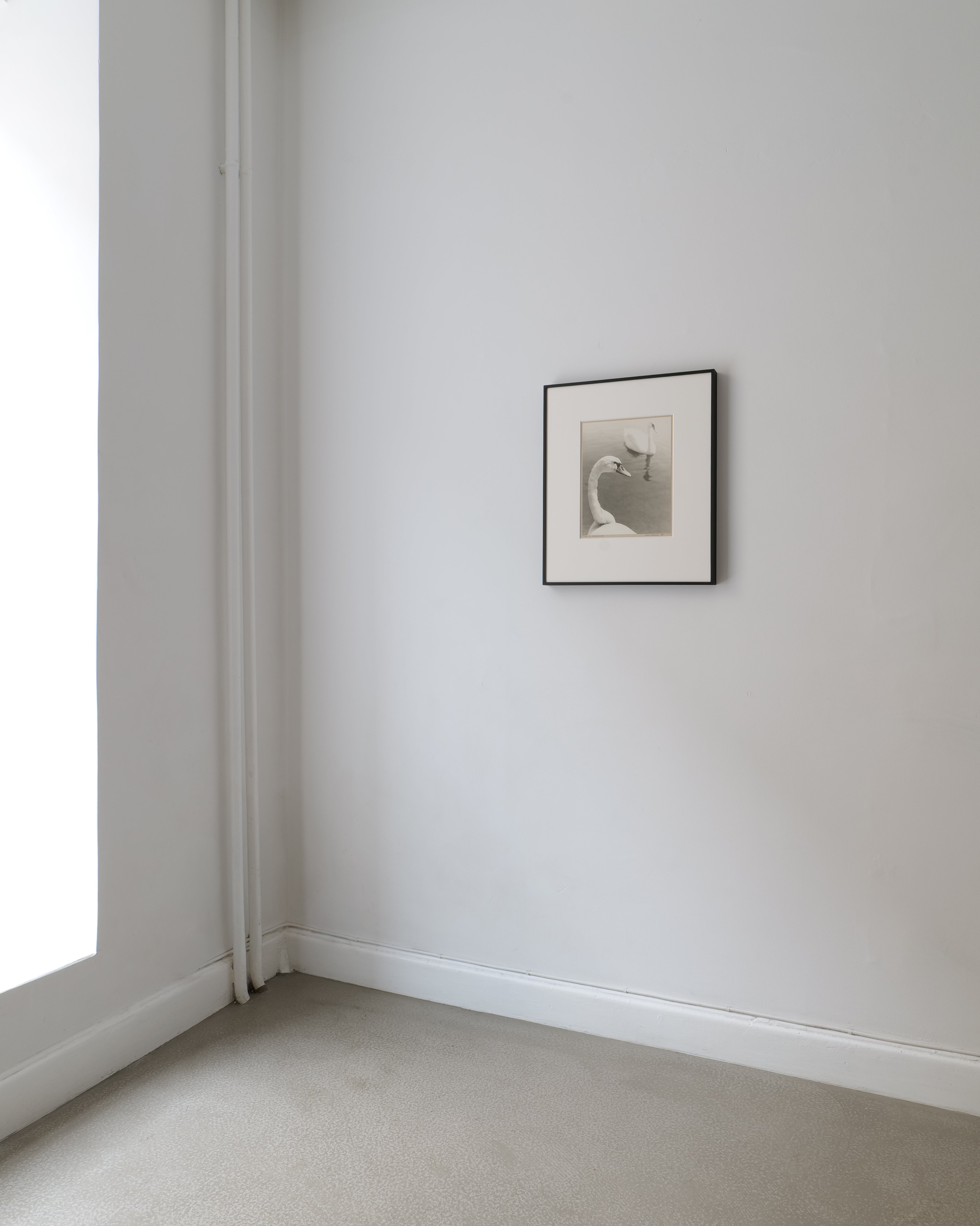 Full framed view of Hans Malmberg Svanar vid Waldemarsudde, black wood frame with deep mount