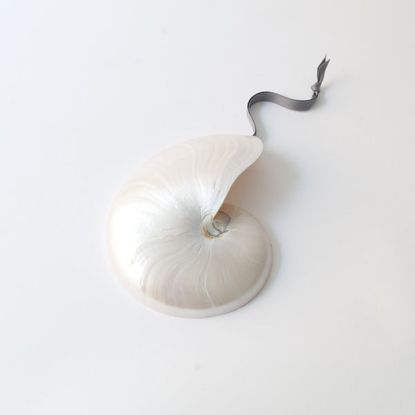 Large Nautilus Shell