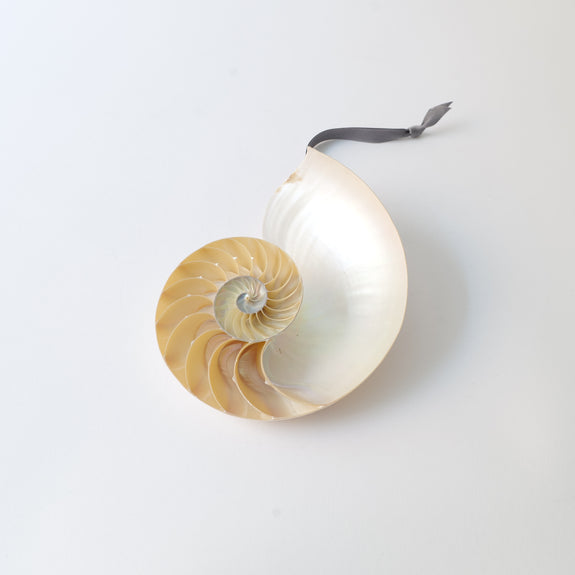 Large Nautilus Shell