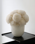 White pom-pom flower arrangement in a vase on a black surface with a white background