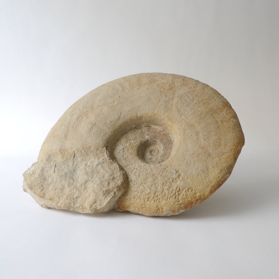Ammonite Fossil No.1