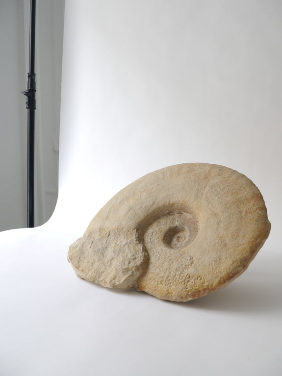 Ammonite Fossil No.1