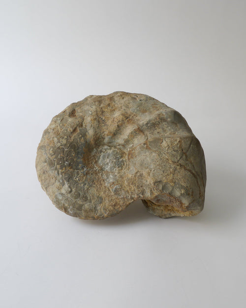 A whole Cretaceous Ammonite fossil with exposed ribbing, sourced from Belgium, displayed on a plain background.