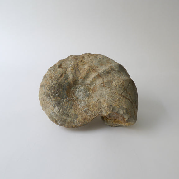 Ammonite Fossil No.2