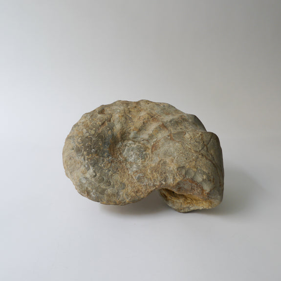 Ammonite Fossil No.2