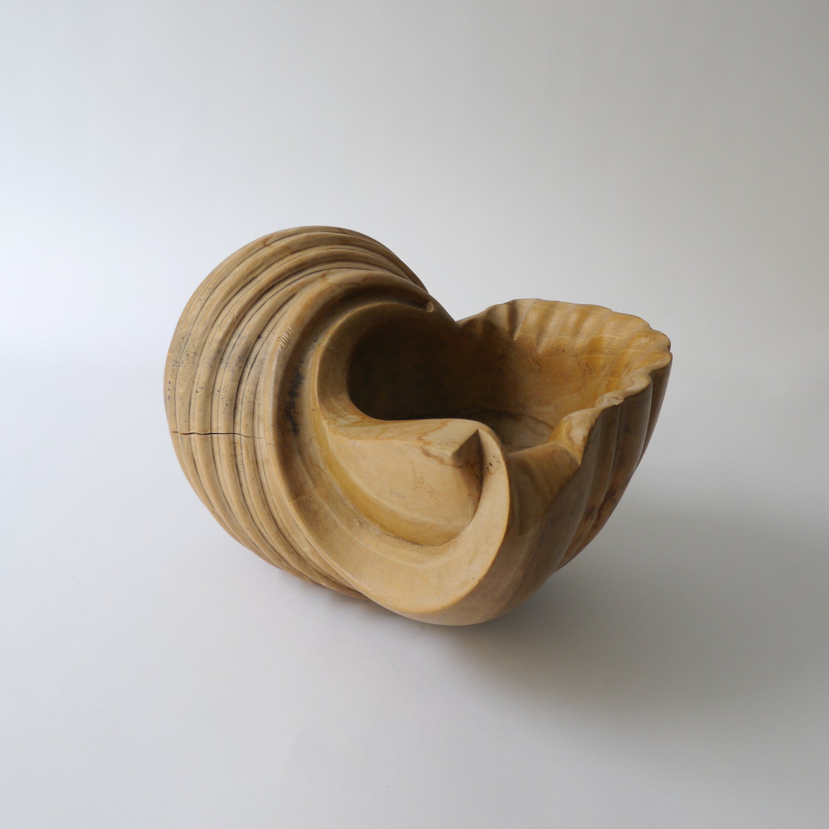 Shell Wood Sculpture – Collection Apart
